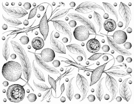 iboga plant illustration