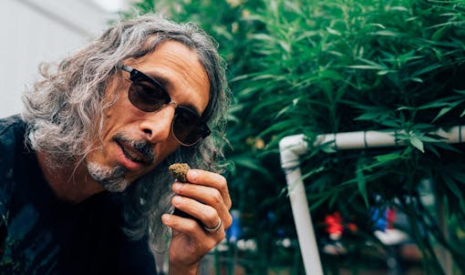 Homegrown Cannabis Co.