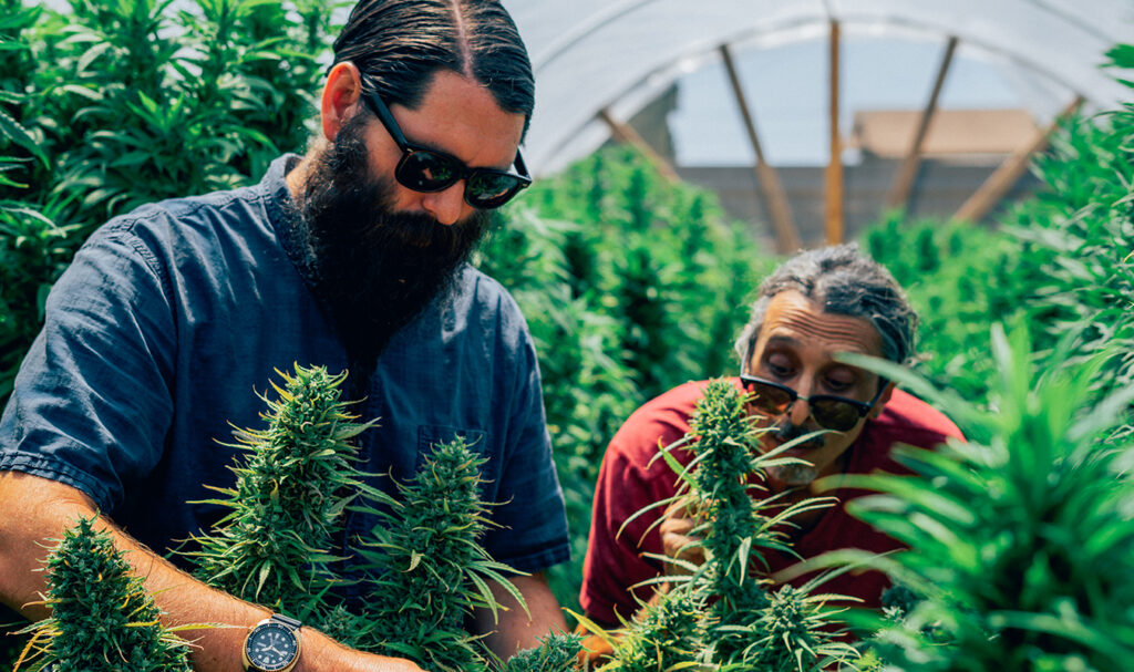 Home grown cannabis co.