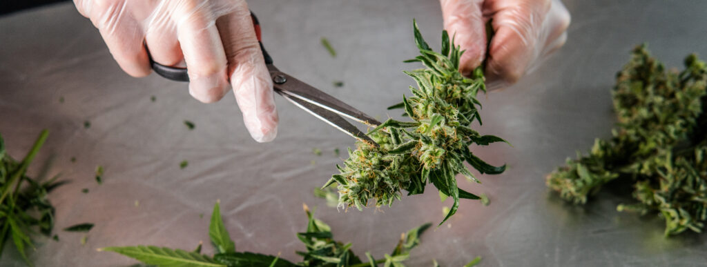 Pruning marijuana plants. Harvesting and processing commercial cannabis