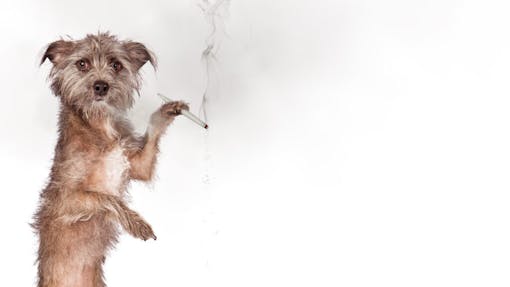 Funny concept photo of a dog smoking a legal medical marijuana cigarette