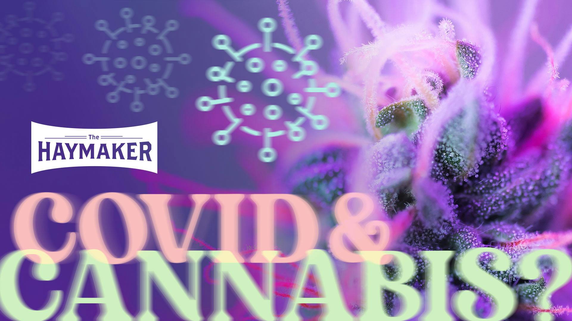 No, CBD won’t cure Covid. Here’s what that study actually found image