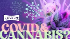 illustration-of-covid-and-cannabis