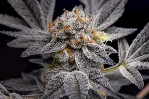 An icy purple and orange-haired nug macro of Garlic Breath flower top. — Hava Gardens Garlic Breath (Courtesy Hava Gardens)1