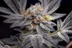 An icy purple and orange-haired nug macro of Garlic Breath flower top. — Hava Gardens Garlic Breath (Courtesy Hava Gardens)1