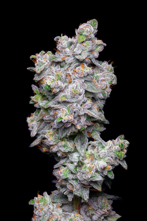 kush mints marijuana strain