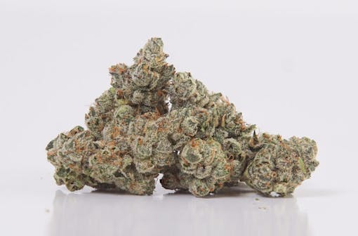 A Layer Cake nug shot—greenish purple and caked in white THC. (Courtesy Talking Trees) copy