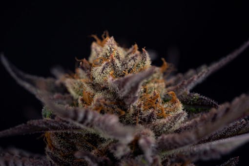 Oregrown Black Cherry Punch (Courtesy Oregrown)