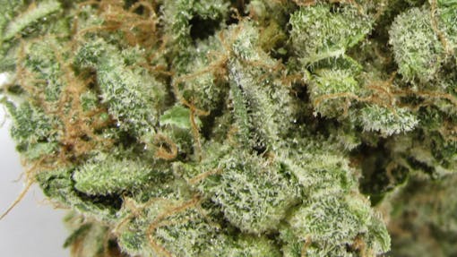 A zoom into a dense field of trichomes on a green leaf with orange hairs sizzling everywhere - Archive Seeds Rainbow Belts grown by LA Family Farms via Greenwolf Zalympix 2021 (David Downs/Leafly)