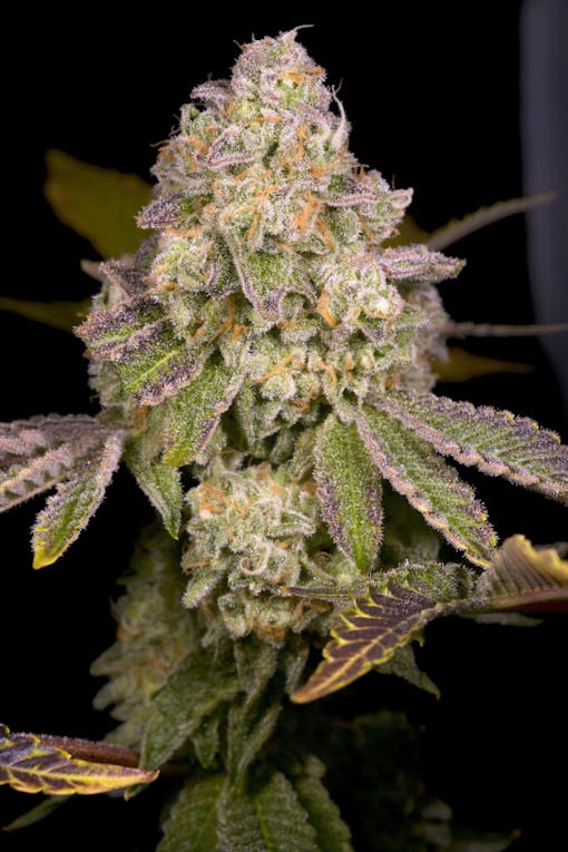 Archive Seeds Rainbow Belts 3.0 comes out Feb. 1 on Archive Seedbank. (Courtesy Archive Seeds)