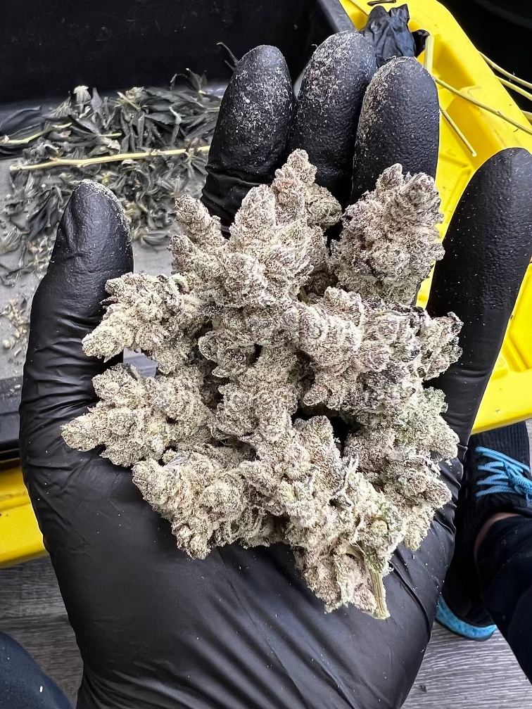 The best new cannabis strains to grow in 2022 – Bud Billions – Your ...