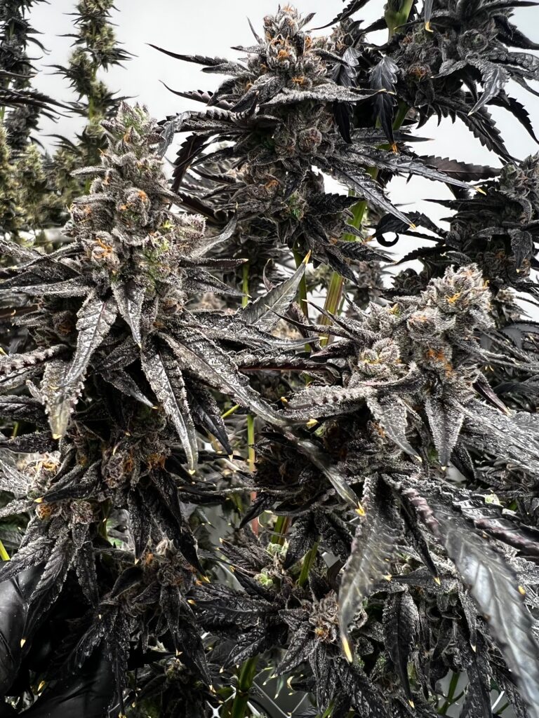 The best new cannabis strains to grow in 2022 Leafly