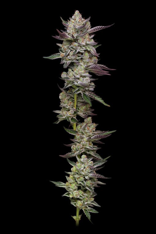 Cakes and mints for your backyard boogie: Poddy Mouth (Courtesy Humboldt Seed Co)