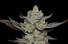 Catch me outside: Poddy Mouth is outdoor-optimized exotic Cakes crossed to Mints. (Courtesy Humboldt Seed Company )