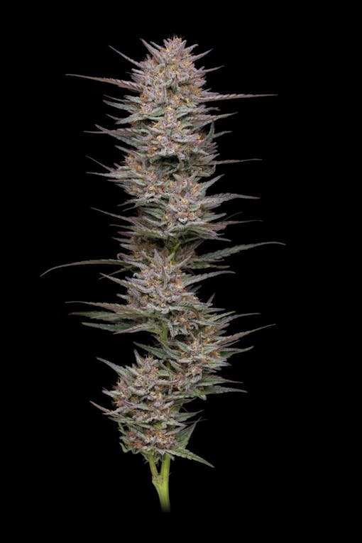 Yoga dabs up: Humboldt Seed Co Raspberry Parfait. (Courtesy Humboldt Seed Co)