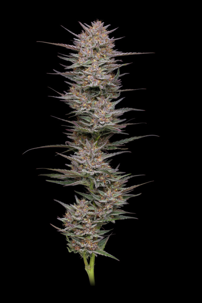 Yoga dabs up: Humboldt Seed Co Raspberry Parfait. (Courtesy Humboldt Seed Co)