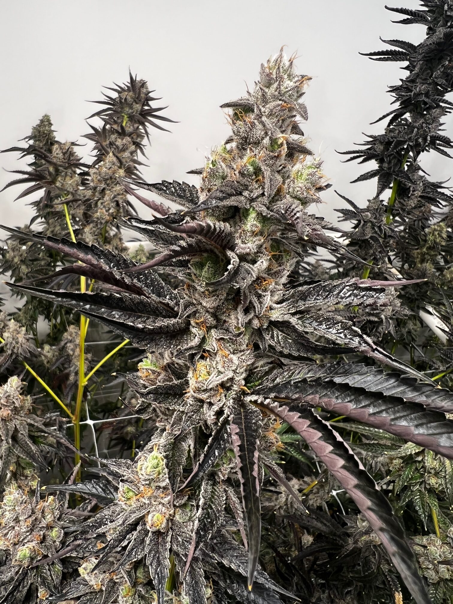 The best new cannabis strains to grow in 2022 Leafly