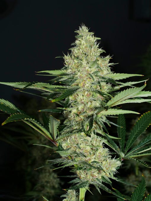 Super Lemon Pupil (Courtesy Mass Medical Strains)