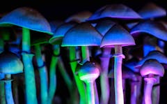 colorful-photo-of-psychedelic-mushrooms