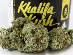 Pictures of tasty green nugs. Live young, wild, and free in 2022 with the Khalifa Kush fresh drop. (David Downs/Leafly)