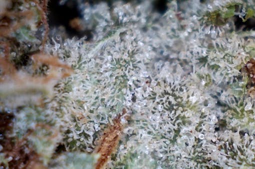 Gentle hand-trimming leaves potent resin glands intact. Khalifa Kush under the microscope. (David Downs/Leafly)