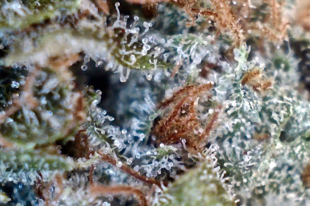 Gentle hand-trimming leaves potent resin glands intact. Khalifa Kush under the microscope. (David Downs/Leafly)