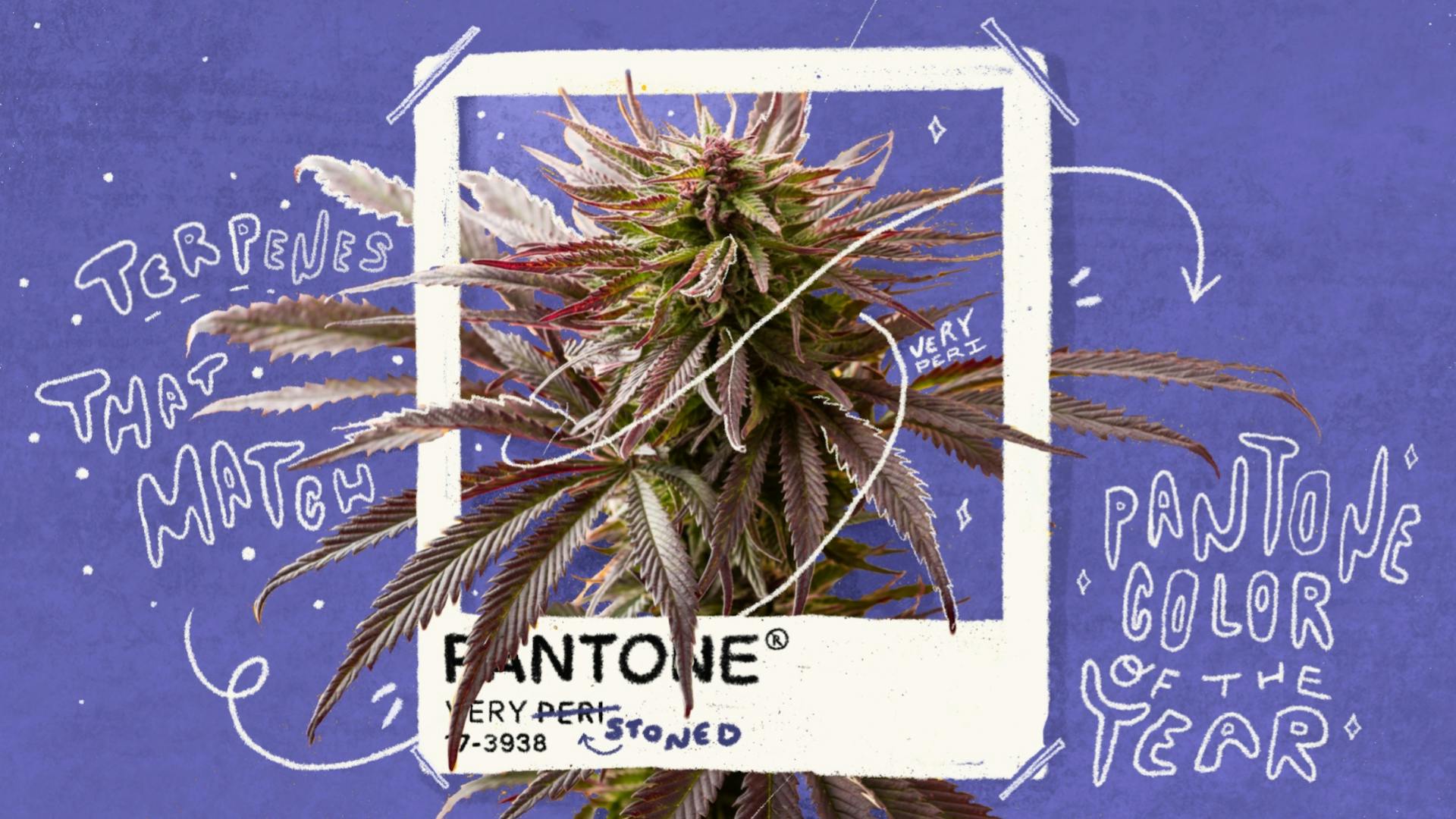 Match these terps with Pantone's color of the year image