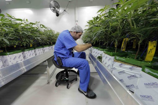 photo-of-cannabis-grower-in-louisiana