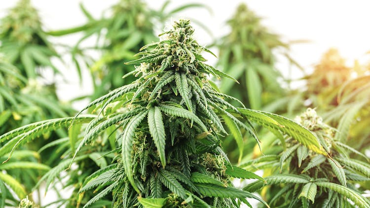 Prepare for the outdoor grow season with Dosidos & more hit strains image