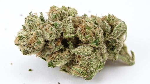 Compound Genetics Pink Certz grown by Sense (David Downs/Leafly)