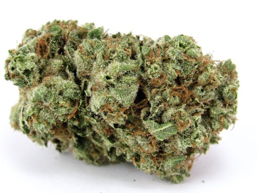 Khalifa Kush 2022 (David Downs/Leafly)