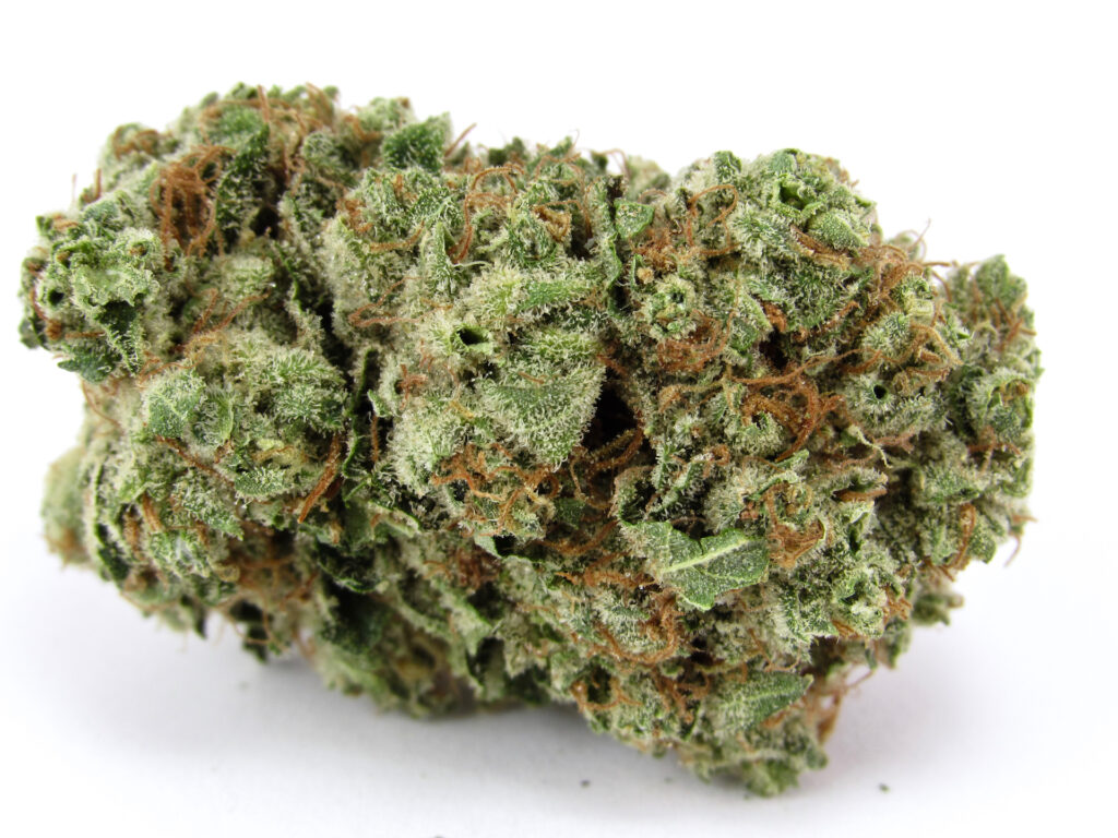 Khalifa Kush 2022 (David Downs/Leafly)