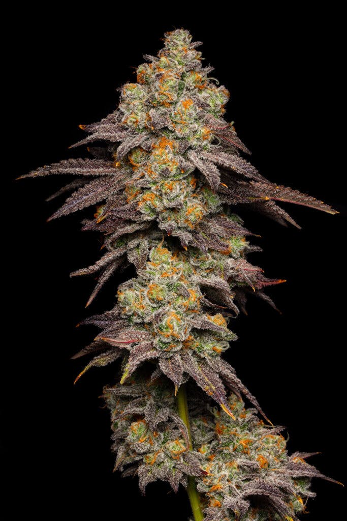 Leafly Buzz 12 topshelf weed strains of February Leafly