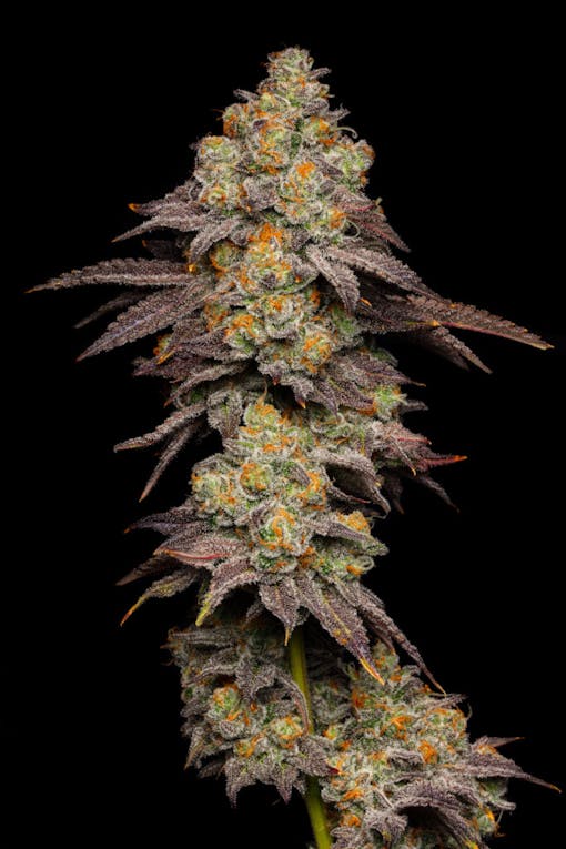 Pancake Headshot (Courtesy of Cookies)