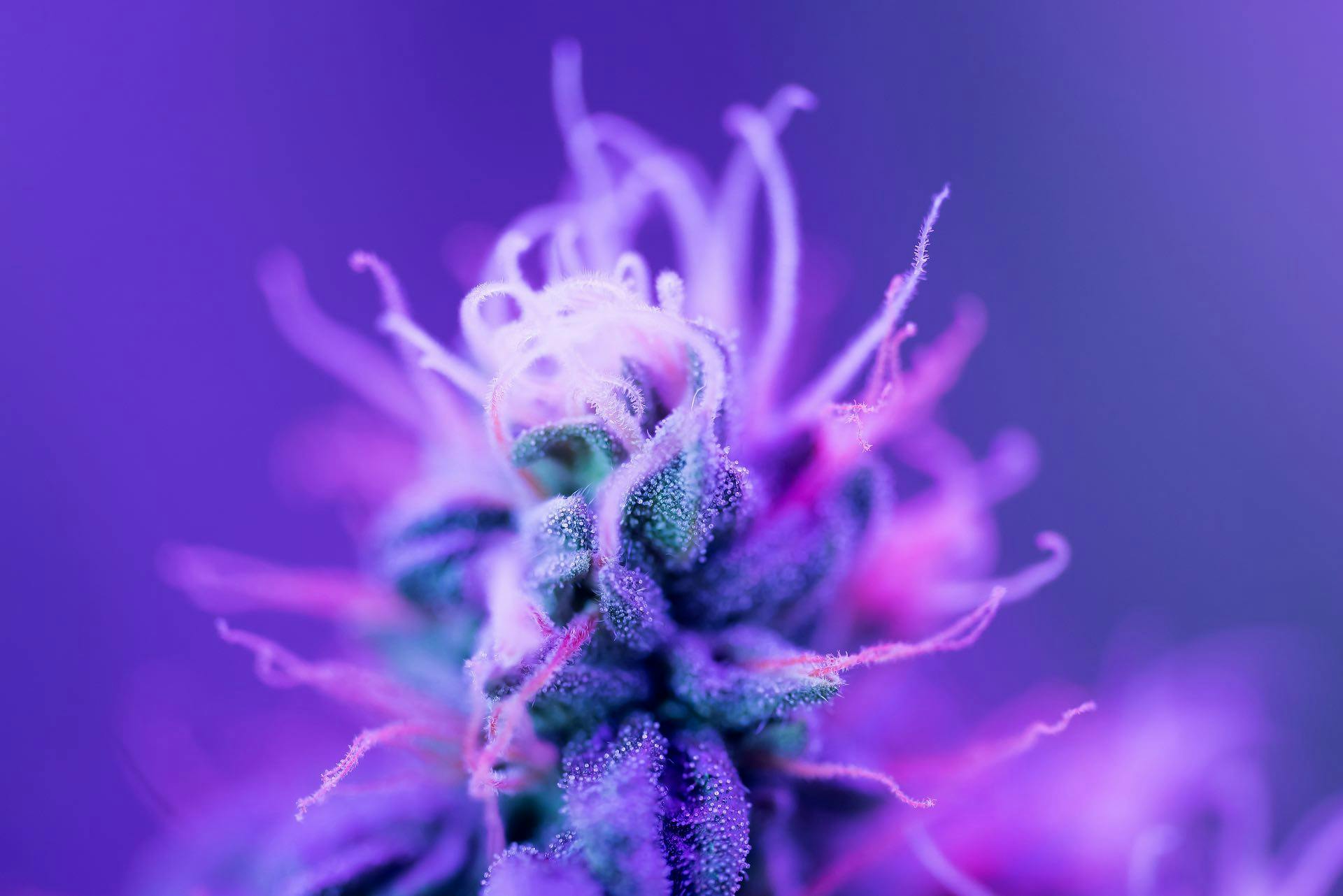 What is a cannabinoid? image