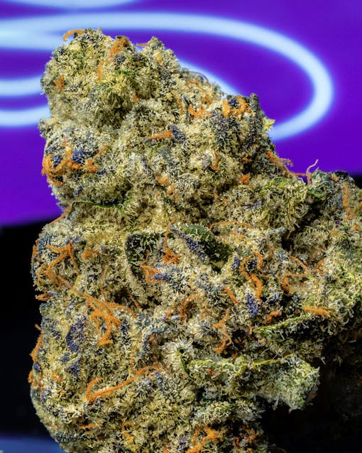 Seed Junky Genetics Jealousy (courtesy cookies)