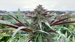 Motorbreath from Sonoma Hills Farm. (David Downs/Leafly)