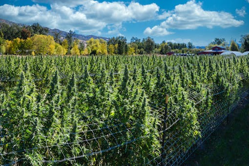 Redwood Remedies Fall Garden (Photo by Cannapics.net Courtesy of Redwood Remedies)