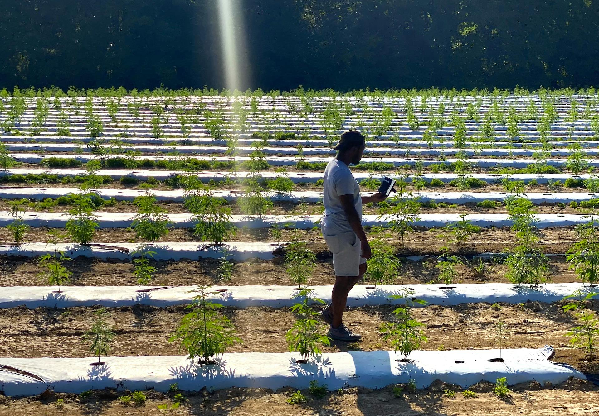 ‘Entrenched in purpose’- Cannabis business success as Black family legacy image