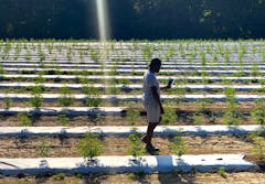 Photo of Jarrel Howard walking in the fields of Gold Standard Farms