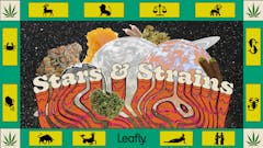 Header image reading "Stars & Strains" with cannabis, bright colors, and space theme
