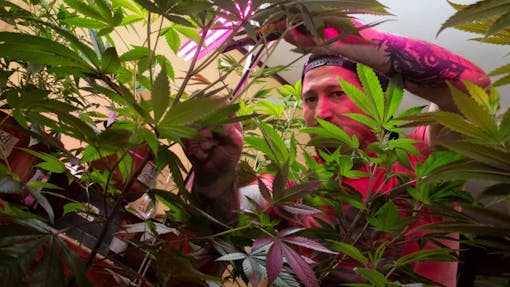 An activist in Costa Rica growing marijuana to treat his son’s seizures. Photo: Ezequiel Becerra/AFP via Getty Images.