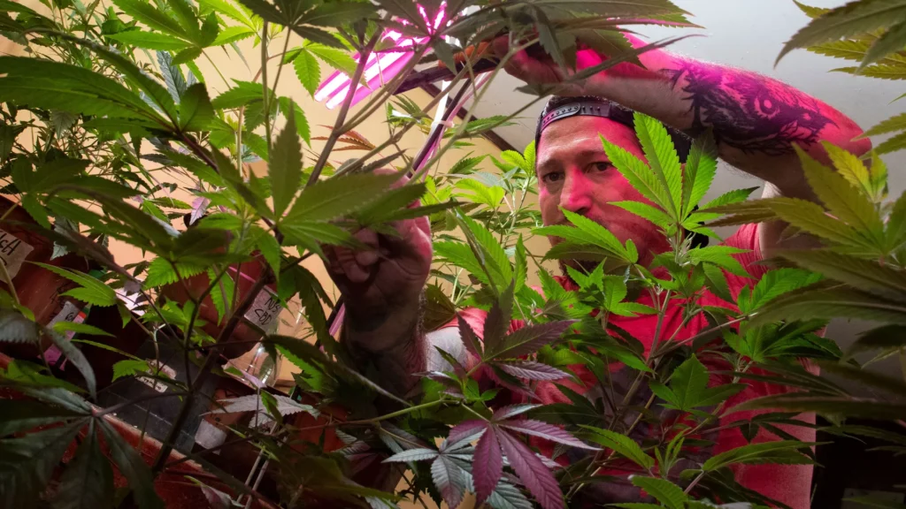 An activist in Costa Rica grows marijuana to treat his son's seizures. Photo: Ezequiel Becerra/AFP via Getty Images.
