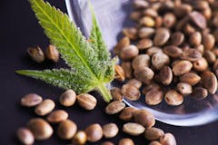 Abstract background with macro detail of cannabis (hemp) seeds and tiny leaf with visible trichomes - medical marijuana concept