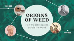 Origins of Weed