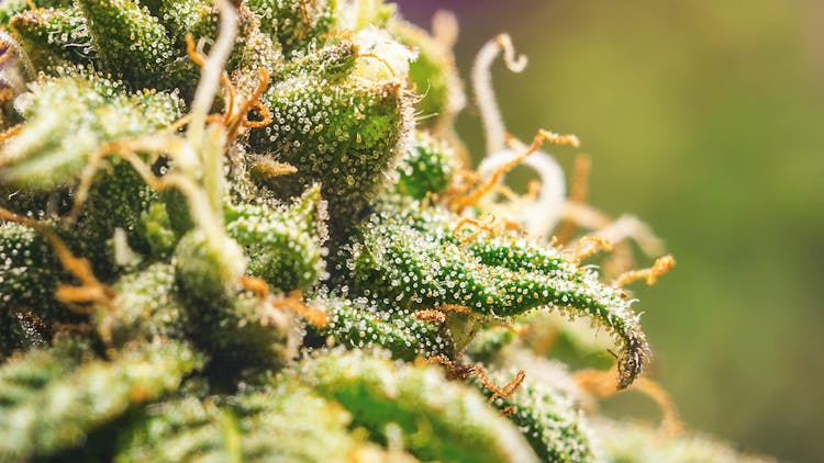 Get deals on classic seed strains this 420 image