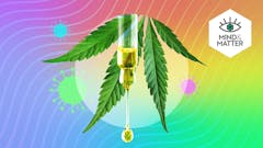 a cannabis leaf with a CBD tincture dripping out of a dropper in front of it all on a green and purple background
