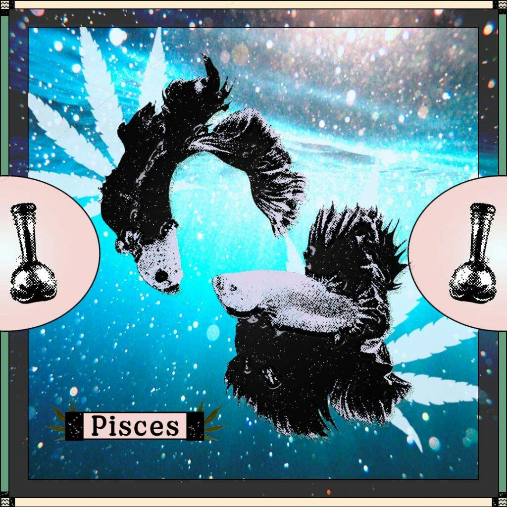 Two fish swimming near each other with bongs on blue and pink background with word