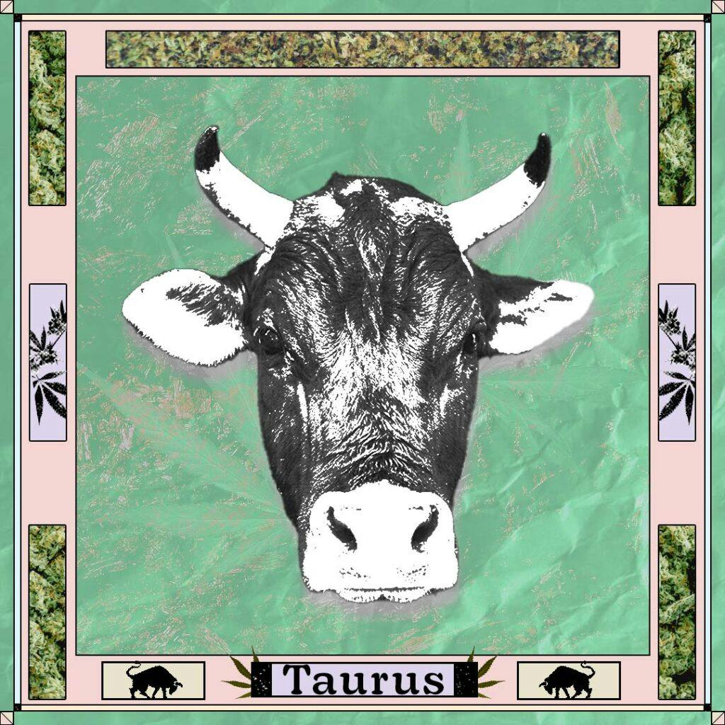 Bull head on light green background with cannabis border with word