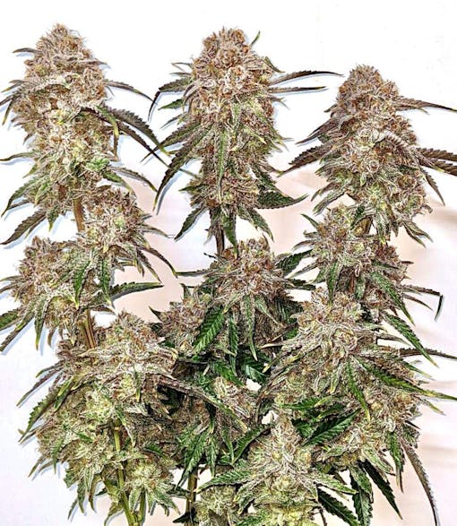 420 at The Green Planet